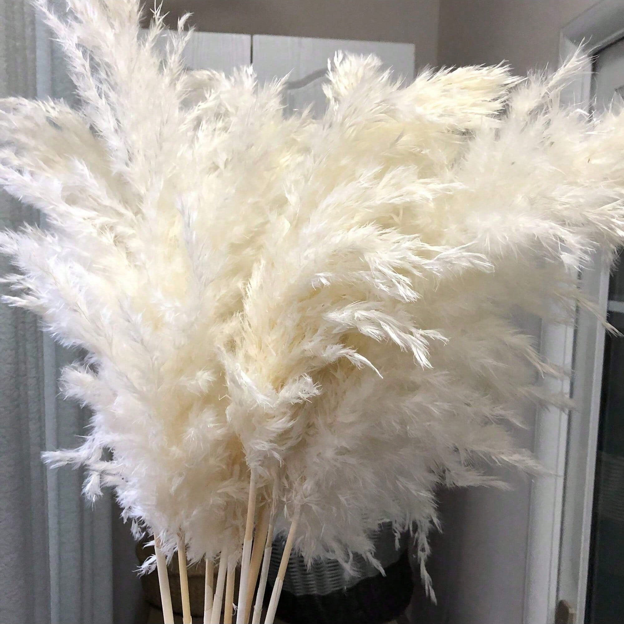 10/20/30 pezzi di erba di pamp - Pampas Grass Decor recensione e prezzo